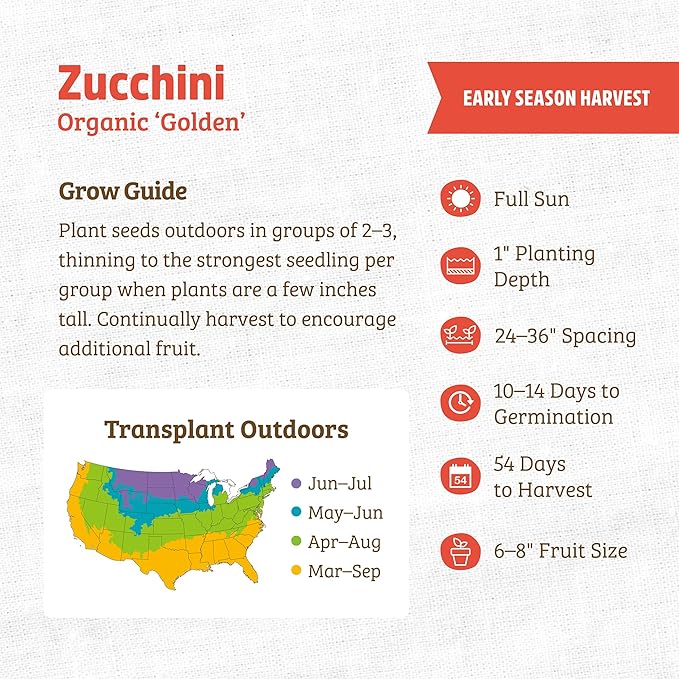 Back to The Roots 100% Organic Seed Packet - Squash 'Golden Zucchini' 2g