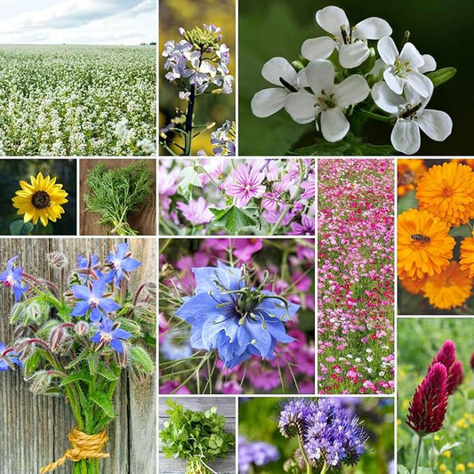 Eden Brothers Bee Happy Organic Wildflower Mixed Seeds for Planting, 1/4 lb, 120,000+ Seeds with Cosmos, Crimson Clover | Attracts Pollinators, Plant in Spring or Fall, Zones 3, 4, 5, 6, 7, 8, 9, 10