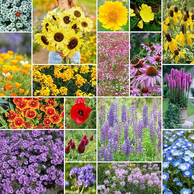 Eden Brothers The Bees Knees Wildflower Mixed Seeds for Planting, 1 lb, 480,000+ Seeds with Siberian WallFlower, Cosmos | Attracts Pollinators, Plant in Spring or Fall, Zones 3, 4, 5, 6, 7, 8, 9, 10