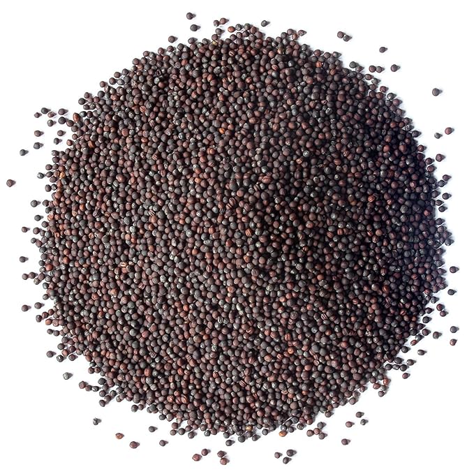 Food to Live Organic Broccoli Seeds for Sprouting, 25 Pounds – Non-GMO, Vegan, Kosher, Sirtfood, Bulk. Rich in Sulforaphane, Vitamin C. Grow Sprouts, Microgreens for Salads, and Sandwiches