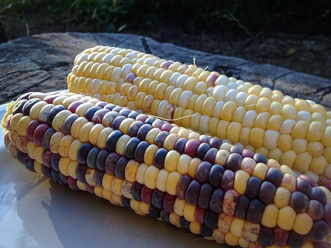 Plant Good Seed Organic Festivity Sweet Corn Seeds for Planting: Heirloom Vegetable, Rainbow Kernels - 30 Seed Packet