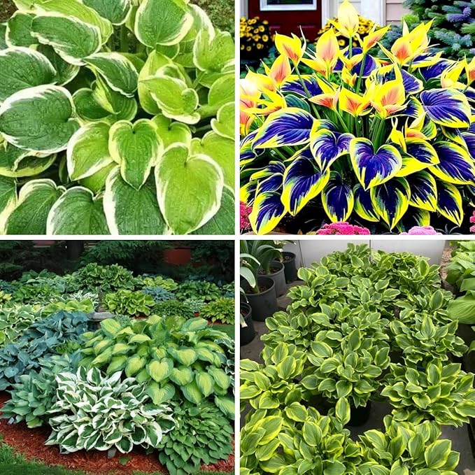 Hosta Seeds for Shady Gardens 80PCS – Lush Green Leaves, Easy Care Perennial for Borders, Pots & Gifts