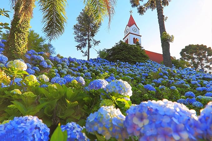 100+ Mix Hydrangea Seeds for Planting Macrophylla Giant Snowball Bonsai Hydrangea Fast Growing Shrub