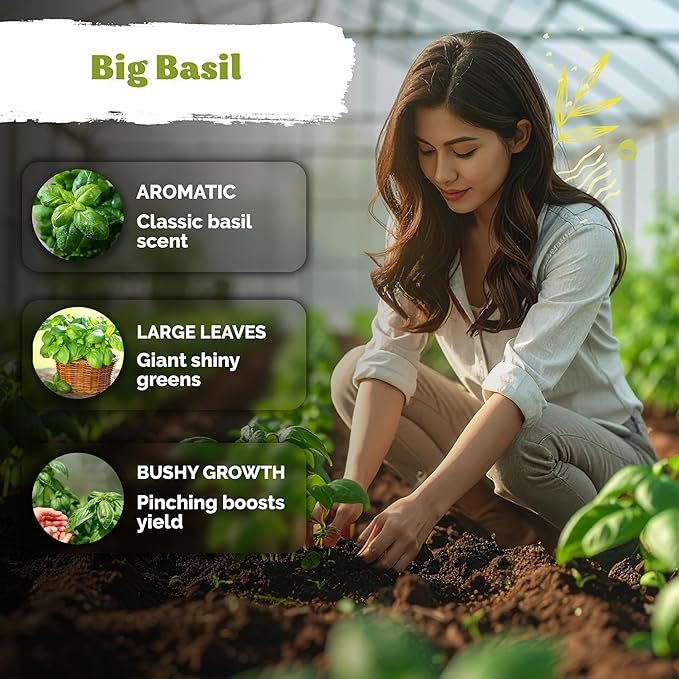KVITER 2000 Italian Basil Seeds for Planting (Ocimum basilicum) - Sweet Genovese Basil, Heirloom & Non GMO, Classic Pesto Flavor - Herb Seeds to Plant in Containers, Outdoor & Indoor Herb Garden