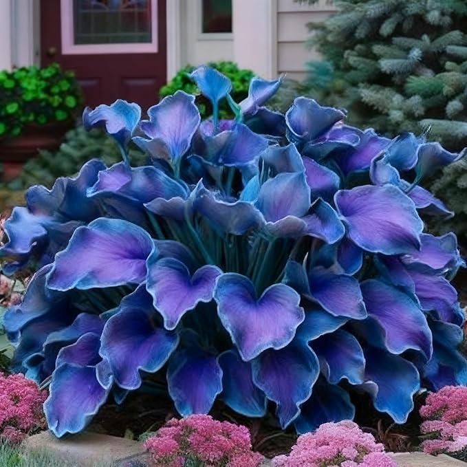 Hosta Seeds for Planting, 310+ Mixed Rare Hosta Seeds, Perennial Flower Palnts, Non-GMO Heirloom Hosta Flower Seed for Home Garden Outdoor