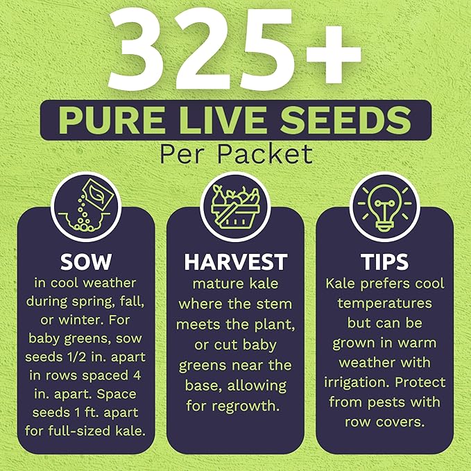 Organic Lacinato Kale Seeds - 2 Seed Packets! - Over 500 Open Pollinated Heirloom Non-GMO USDA Organic Seeds