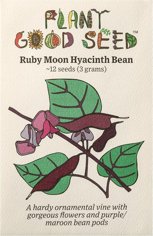 Plant Good Seed Organic Ruby Moon Hyacinth Lablab Bean Seeds for Planting: Vining Plant, Flat Purple Pods - 12 Seed Packet