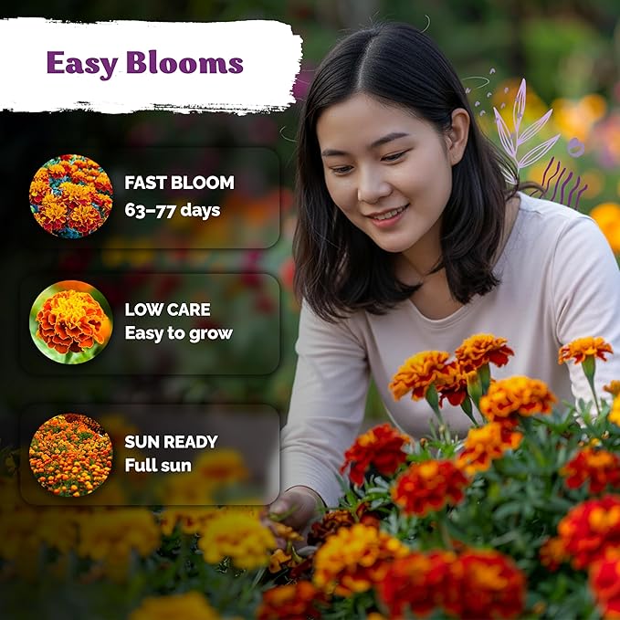 KVITER 500 French Marigold Seeds, Sparky Mix (Tagetes patula) — Marigold Flowers, Heirloom, Non GMO & Organic, Vibrant Yellow & Orange Blooms — Flower Seeds to Plant Outside, Borders, Beds, Container
