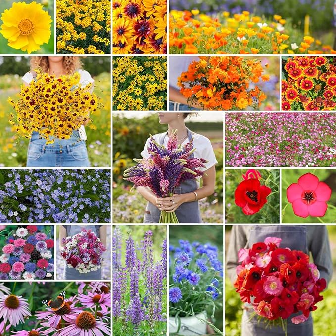 Eden Brothers Burst of Bloom Wildflower Mixed Seeds for Planting, 50 lb, 24,000,000+ Seeds with Cosmos, Black Eyed Susan | Attracts Pollinators, Plant in Spring or Fall, Zones 3, 4, 5, 6, 7, 8, 9, 10