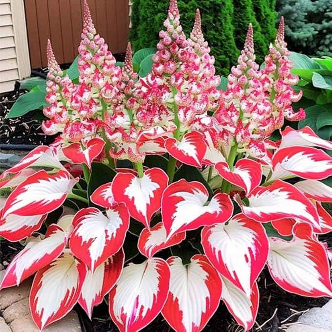 200+ Hosta Seeds Heart-Shaped Hosta Bare Roots - Rich Foliage, Low Maintenance, Heart Shaped Leaves