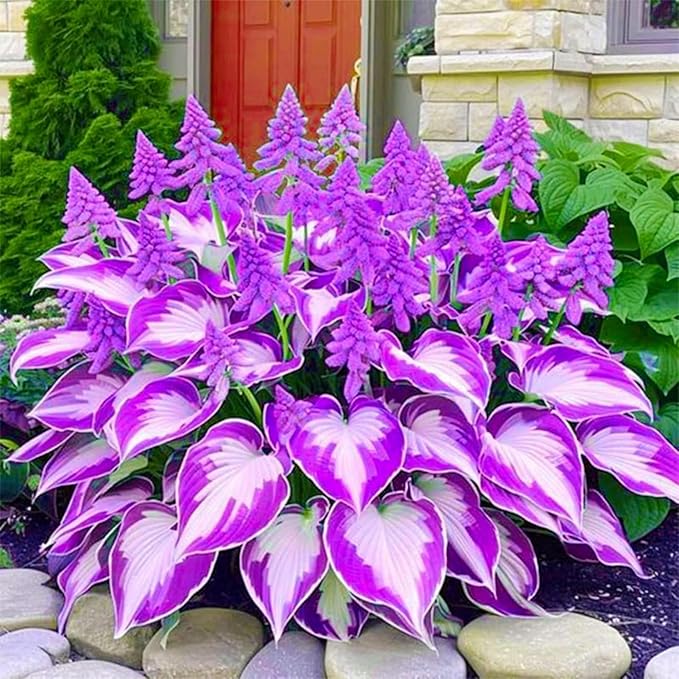 350+ Hosta Seeds Heart-Shaped Hosta Bare Roots - Rich Foliage, Heart Shaped Leaves, Exotic Hostas Drought Tolerant Colorful Hosta Plants
