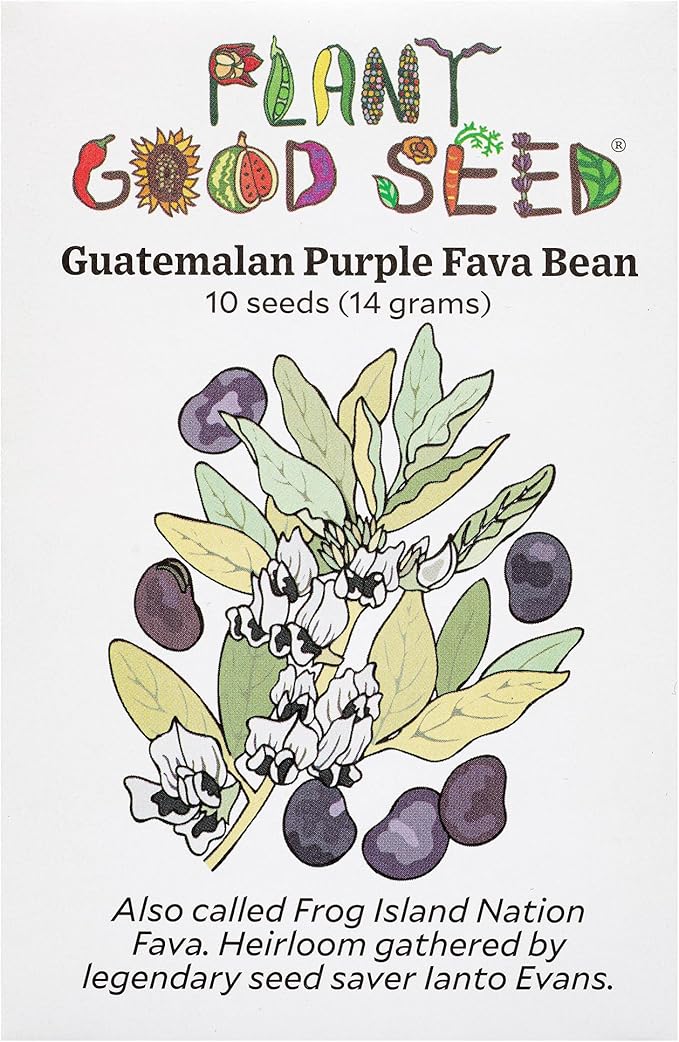 Plant Good Seed Organic Guatemalan Purple Fava Bean Seeds for Planting: Heirloom Vegetable, Light Purple Violet Beans - 10 Seed Packet