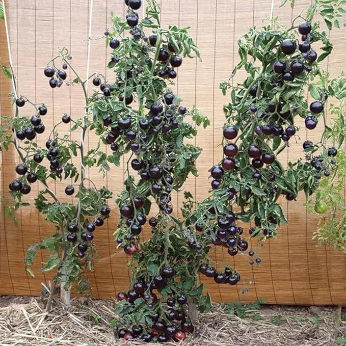 ZEshops 100pcs European Black Cherry Tomato Seeds - Heirloom, Non-GMO, Rich Flavor - Full Planting Guide Included for Home Gardens, Perfect Gardening Gift (Black Cherry Tomato Seeds)