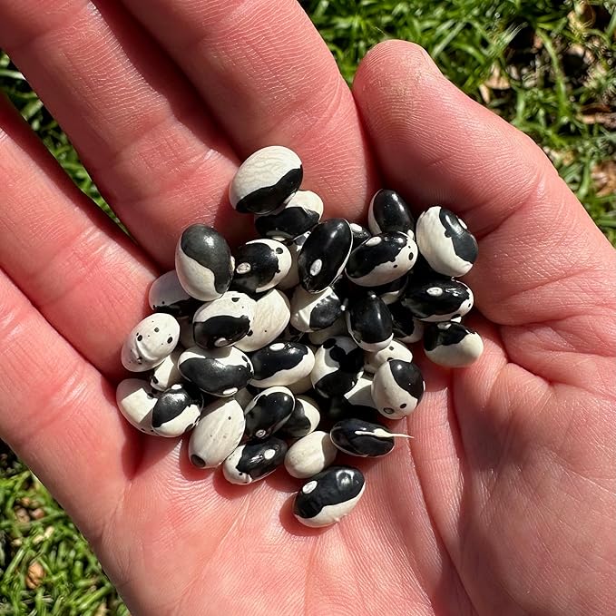 Plant Good Seed Organic Calypso/Wolverine Bean Seeds for Planting: Heirloom Yin Yang, Black and White Beans - 16 Seed Packet