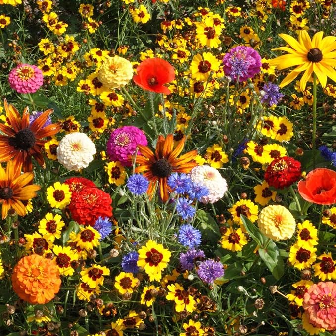 Eden Brothers Easy Care Children's Garden Flower Seed Mix