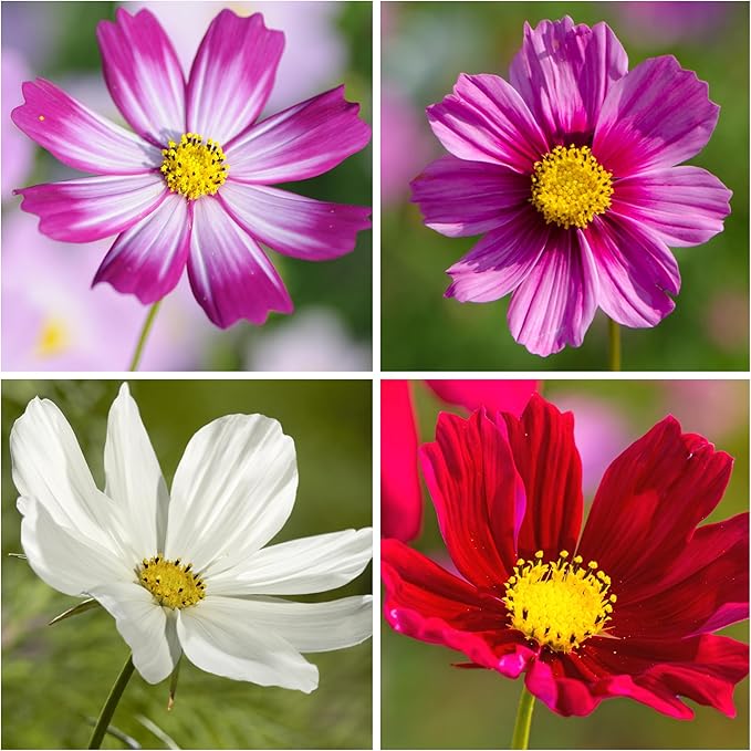 Seed Needs Cosmos Seeds for Planting a Collection of Cosmo Wildflowers - Heirloom & Open Pollinated Flower Seed to Plant Pink, White, Purple, Red & Bi-Colored Blooms for a Butterfly Garden