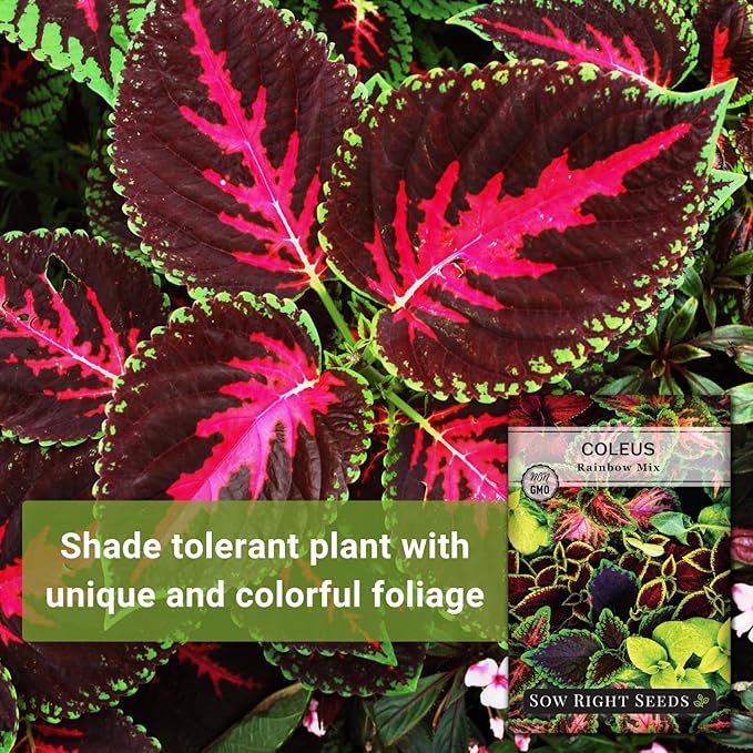 Sow Right Seeds - Rainbow Mix Coleus Seeds for Planting - Non-GMO Heirloom Variety - Vibrant Tropical Plant Blooms - Ideal for Gardeners, Easy to Grow - Indoor/Outdoor Use - Colorful Foliage (3)