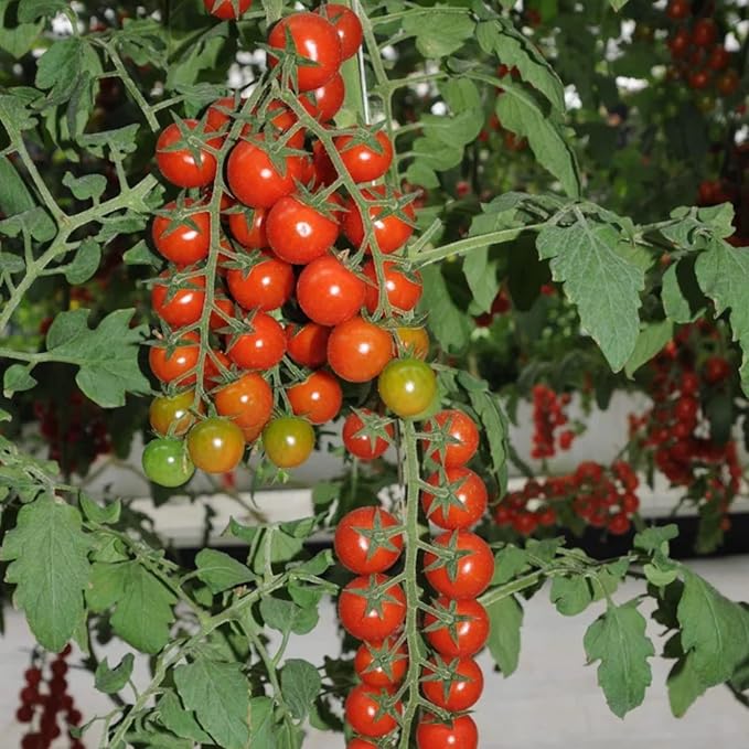 ZEshops 200pcs Waterfall Tomato Seeds - Heirloom, Non-GMO, High-Yield Variety - Complete Planting Guide Included for Home Gardens, Perfect Gardening Gift (Waterfall Tomato Seeds)