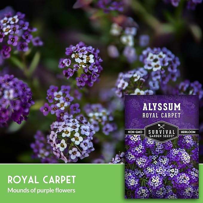 Alyssum Seeds for Planting - Sweet Royal Carpet Purple Alyssum - Fragrant Perennial Flower & Ground Cover - Heirloom Non-GMO - Survival Garden Seeds (1 Pack)