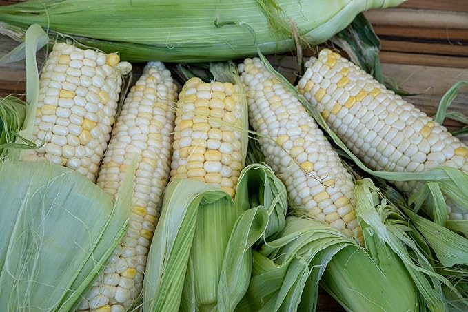 All Good Things Organic Zanadoo Sweet Corn Seeds for Planting: Lupine Knoll Farm Original, Bicolor Yellow and White Kernels - 30 Seed Packet