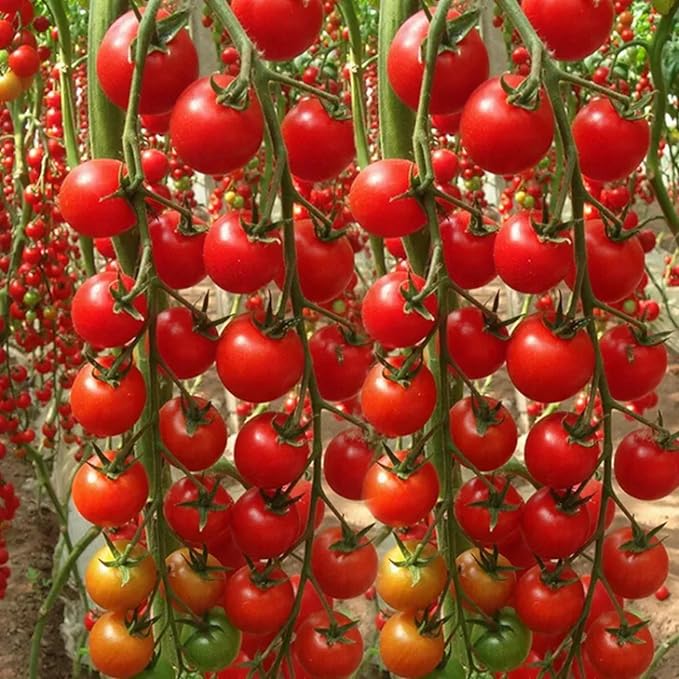 ZEshops 200pcs Waterfall Tomato Seeds - Heirloom, Non-GMO, High-Yield Variety - Complete Planting Guide Included for Home Gardens, Perfect Gardening Gift (Waterfall Tomato Seeds)