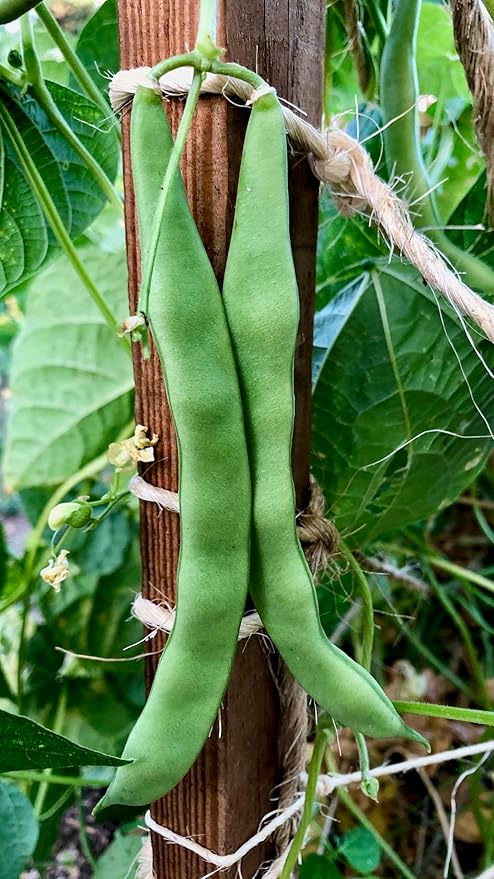 Plant Good Seed Organic New Mexican Appaloosa Bean Seeds for Planting: Heirloom Pole Vine, Black and White Speckled Beans - 18 Seed Packet