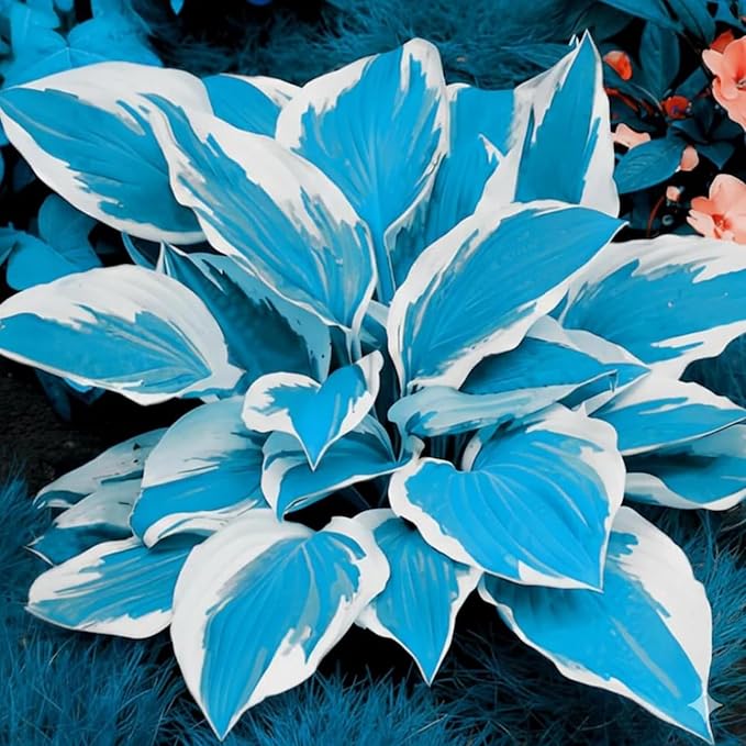 350+ Hosta Seeds Heart-Shaped Hosta Bare Roots - Rich Foliage, Heart Shaped Leaves, Exotic Hostas Drought Tolerant Colorful Hosta Plants