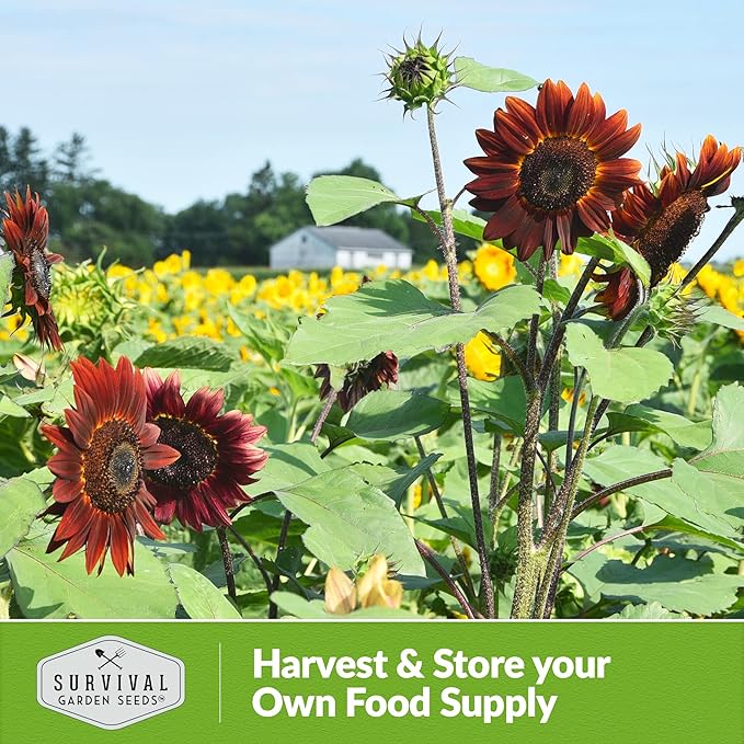 Chocolate Cherry Sunflower Seeds for Planting | Rare Burgundy Black Blooms, 6-7ft Giant Non-GMO Heirloom Flower - Survival Garden Seeds (5 Packs)