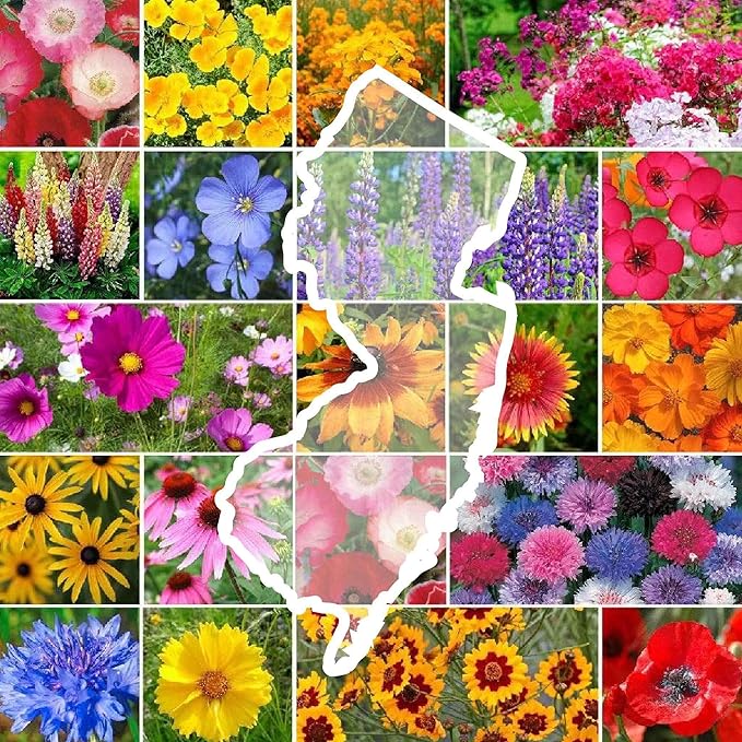 Eden Brothers New Jersey Wildflower Mixed Seeds for Planting, 1 lb, 480,000+ Seeds with Cornflower, Coneflower | Attracts Pollinators, Plant in Spring or Fall, Zones