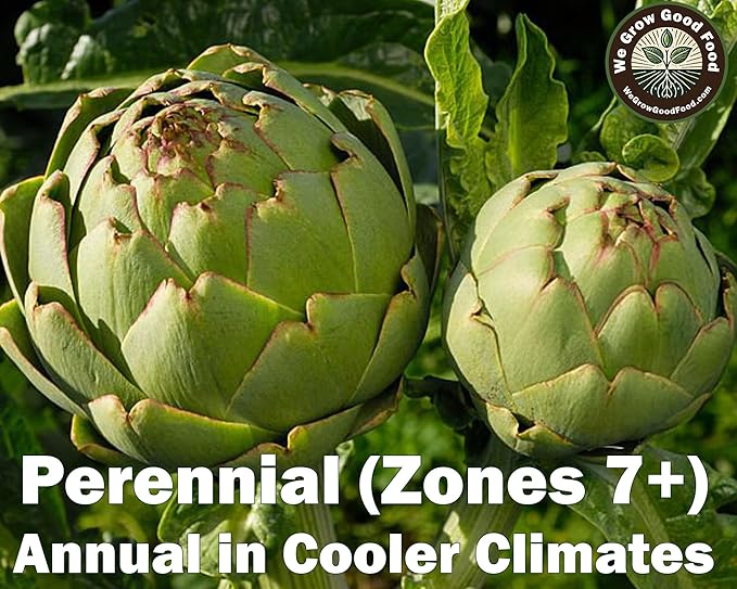 Seeds Artichoke Green Globe Heirloom Variety – Organic, Non-GMO, Perennial Vegetable for Garden and Raised Beds – Includes Instructions – USA Grown