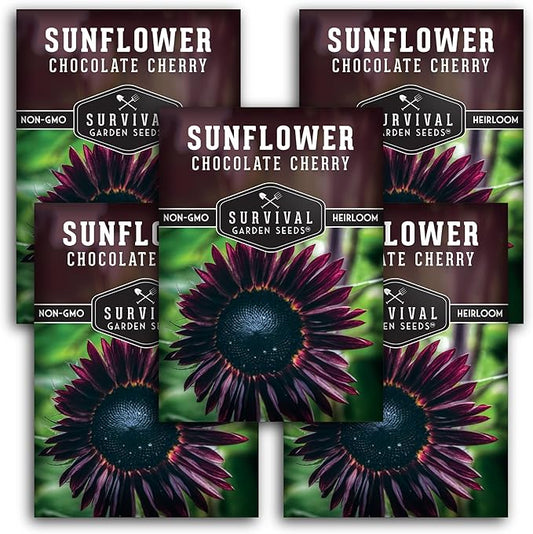 Chocolate Cherry Sunflower Seeds for Planting | Rare Burgundy Black Blooms, 6-7ft Giant Non-GMO Heirloom Flower - Survival Garden Seeds (5 Packs)