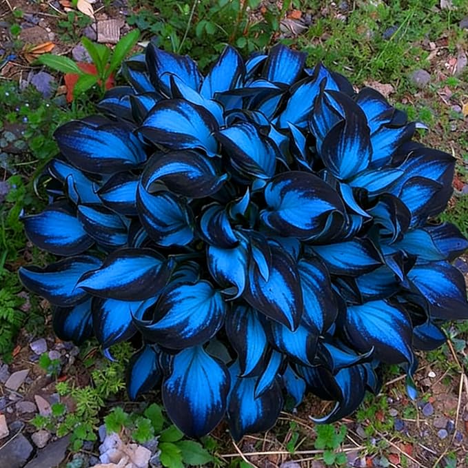 Hosta Seeds for Planting, 290+pcs Perennial Rare Hosta Flower Seeds, Non-GMO Heirloom Long Blooming Plants Shaded Entry Pathway Flowers Beauty Home Garden for Outdoors
