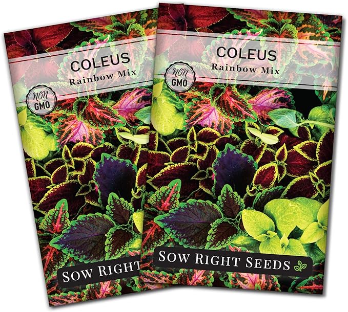 Sow Right Seeds - Rainbow Mix Coleus Seeds for Planting - Non-GMO Heirloom Variety - Vibrant Tropical Plant Blooms - Ideal for Gardeners, Easy to Grow - Indoor/Outdoor Use - Colorful Foliage (2)