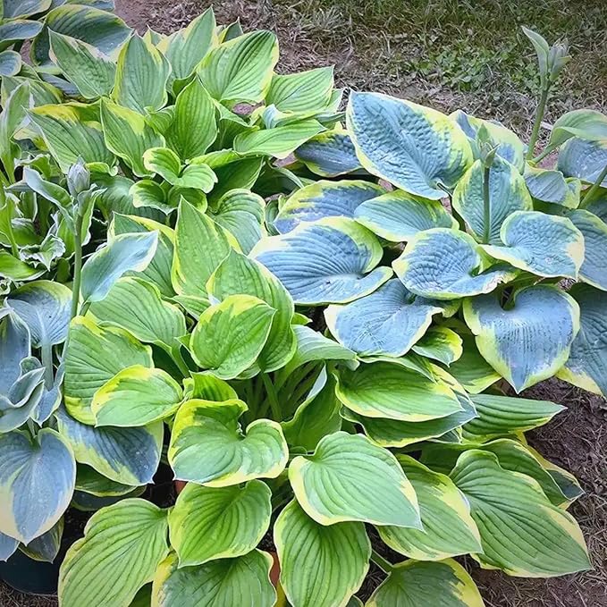 Hosta Seeds for Planting, 200+pcs Rare Perennial Hosta Flower Seeds, Non-GMO Heirloom Long Blooming Plants Shaded Entry Pathway Flowers for Garden Outdoors