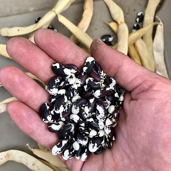Plant Good Seed Organic New Mexican Appaloosa Bean Seeds for Planting: Heirloom Pole Vine, Black and White Speckled Beans - 18 Seed Packet