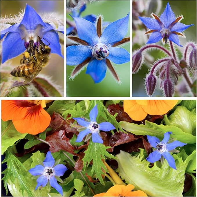 Seed Needs Borage & Chives Seeds for Planting Fresh Kitchen Herbs - Non-GMO Heirloom & Untreated Perennial Herb Seed to Plant a Culinary Garden Indoors or Outdoors (2 Pack Duo)