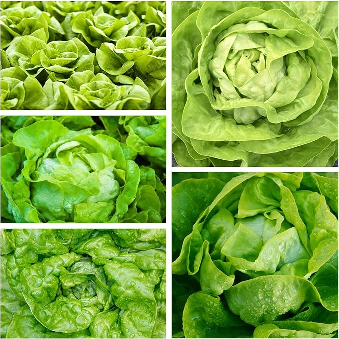 1000+ Seeds Butterhead Lettuce May's Queen for Indoor Salad - Vegetable Green