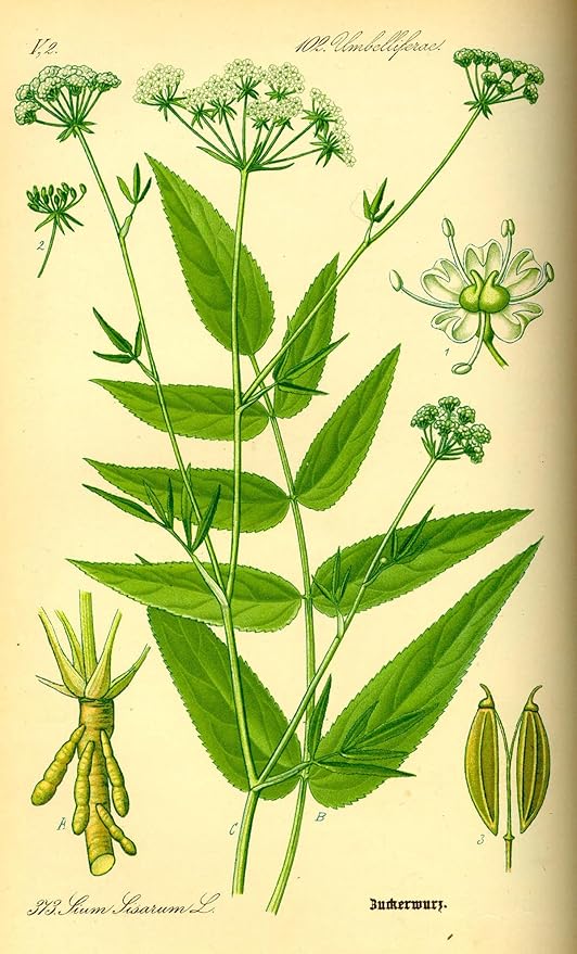 100+ Organic Skirret Seeds (Sium sisarum) – Rare Heirloom Root Vegetable Seed – Sweet, Crunchy, Perennial – Fresh - USA Grown