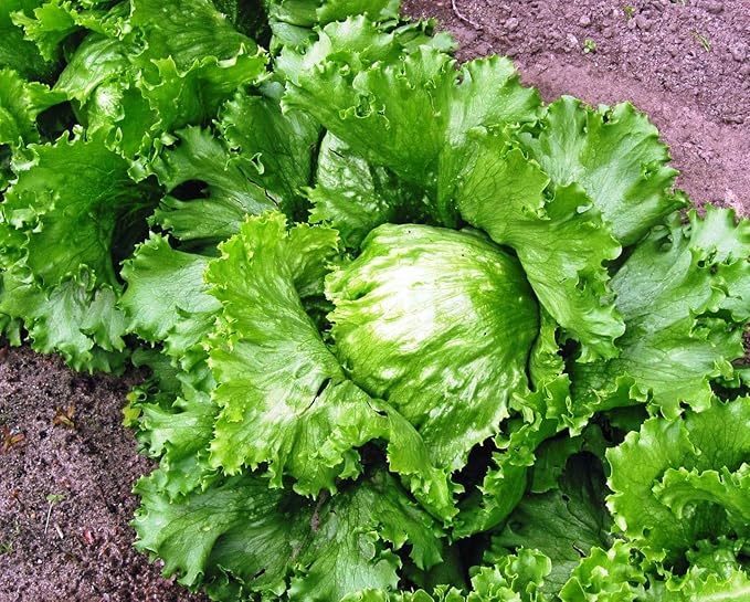 Seeds Crisphead Iceberg Lettuce Green Buttercrunch for Salad Non GMO Vegetable for Planting 1000 Seeds
