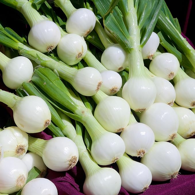 Back to The Roots 100% Organic Heirloom Seeds - Sweet Onion Seeds for Planting Value Pack (280mg Total)