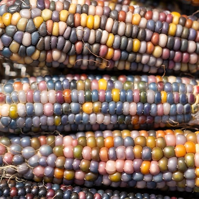 Plant Good Seed Organic Glass Gem Corn Bulk Seeds for Planting: Ornamental Ears, Translucent Kernels - 1,925 Seed Packet (0.5 Pound)