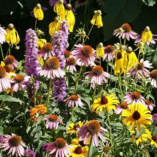 Eden Brothers Native Midwest Wildflower Seed Mix