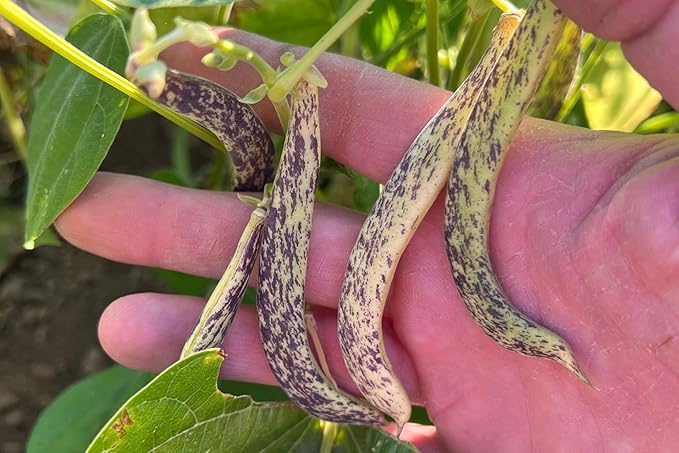 Plant Good Seed Organic Dragon Snap Bean Seeds for Planting: Heirloom Bush Vegetable, White Purple Pods - 18 Seed Packet