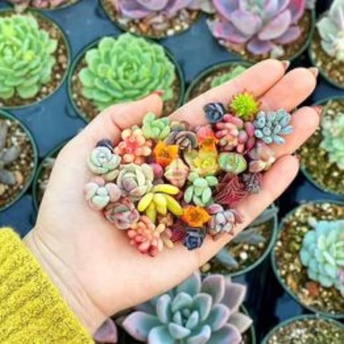 200pcs Rare Mixed Succulent Seeds - Beautiful and Colorful Collection for Indoor and Outdoor Gardens