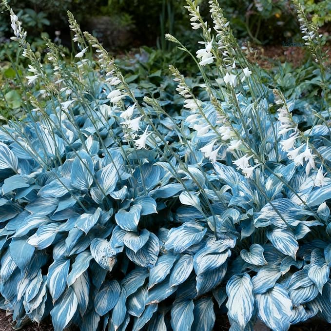 Hosta Seeds for Planting, 310+ Mixed Rare Hosta Seeds, Perennial Flower Palnts, Non-GMO Heirloom Hosta Flower Seed for Home Garden Outdoor