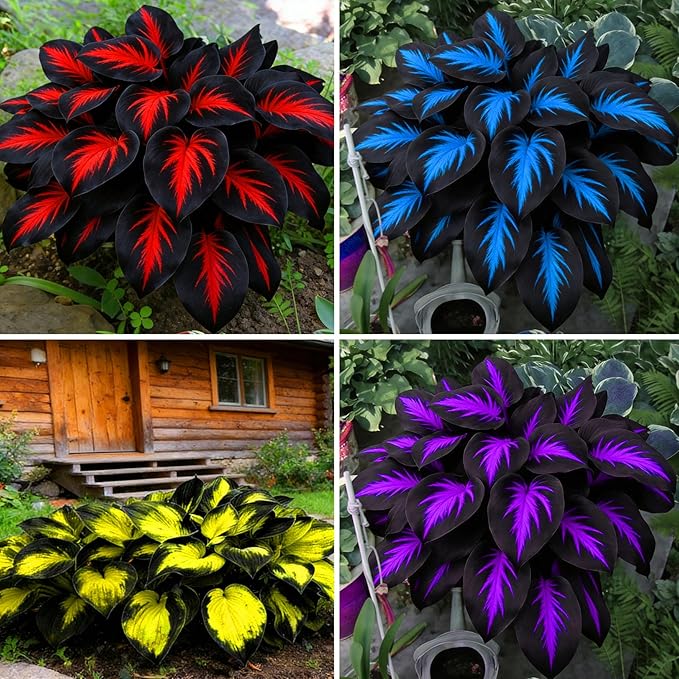 Hosta Seeds for Planting, 200+pcs Rare Perennial Hosta Flower Seeds, Non-GMO Heirloom Long Blooming Plants Shaded Entry Pathway Flowers for Garden Outdoors