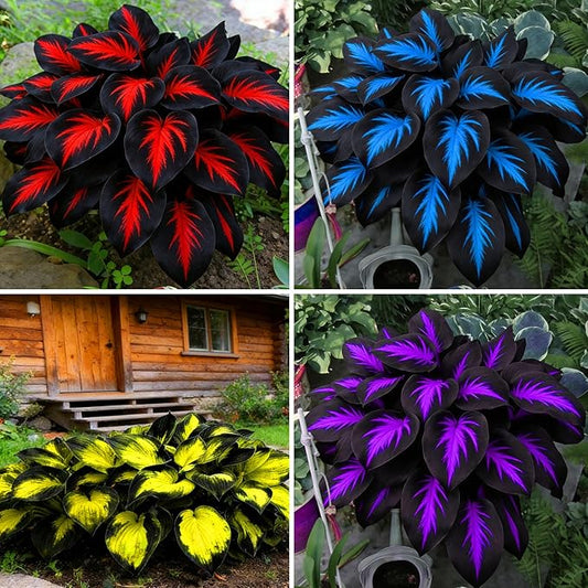 Hosta Seeds for Planting, 200+pcs Rare Perennial Hosta Flower Seeds, Non-GMO Heirloom Long Blooming Plants Shaded Entry Pathway Flowers for Garden Outdoors