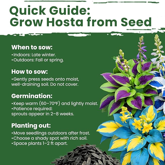 500+ Mixed Color Hosta Seeds – Rare Perennial Flower Seeds – Easy to Grow Low Maintenance – Heart Shaped Leaf Hostas for Outdoor Garden