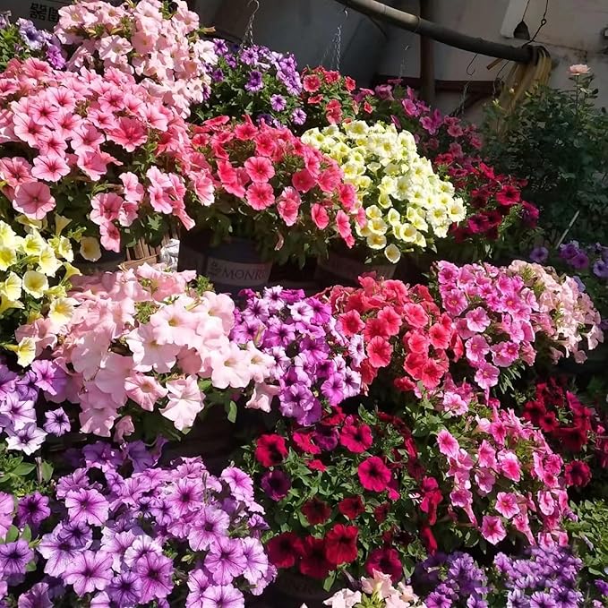 Petunia Seeds for Planting 80000 Plus Mixed Color Flower Seeds for Outdoor Garden Beds Containers and Hanging Baskets