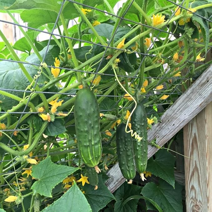 Cucumber Bush Gherkin Seeds for Pickling Early Vegetable for Planting Giant Non GMO 40 Seeds